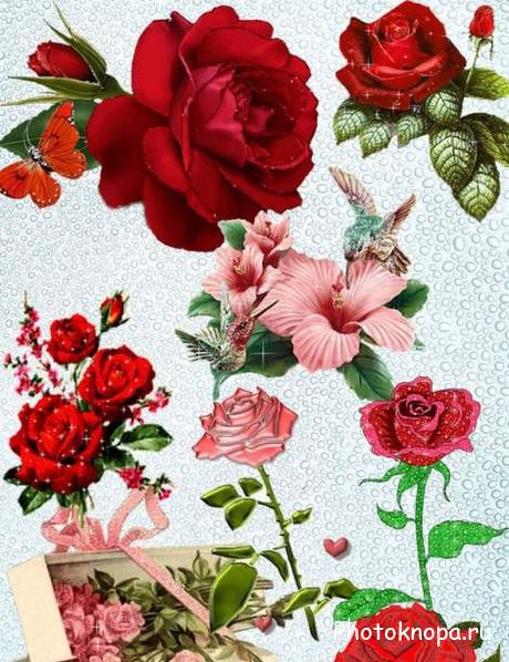 Красные и розовые винтажные розы в PSD - исходник для фотошопа