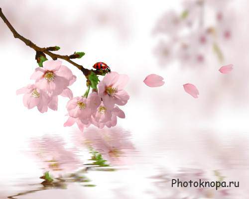 Цветущие цветы сакуры - PSD клипарт для фотошопа
