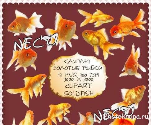 Золотые рыбки на прозрачном фоне - PNG клипарт для фотошопа