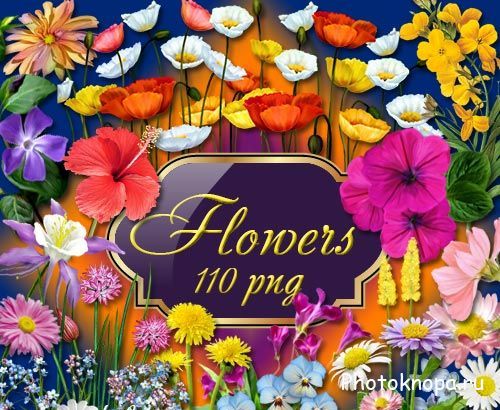 Весенние и летние цветы - PNG клипарт для фотошопа
