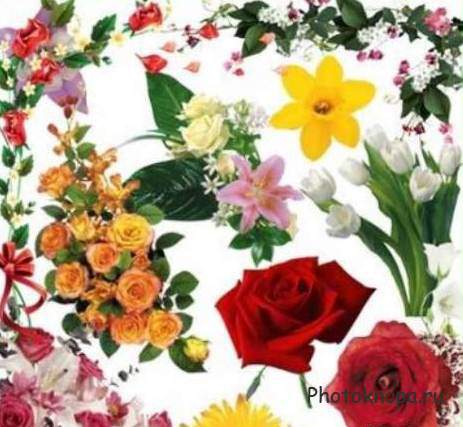 Фотоклипарт цветы / Flowers