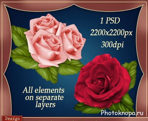 Розы на прозрачном фоне - PNG исходник для фотошопа Розы на прозрачном фоне - PNG исходник для фотошопа