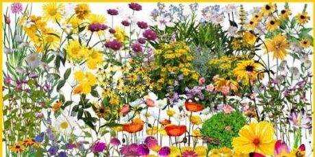 Полевые цветы на прозрачном фоне - PNG клипарт