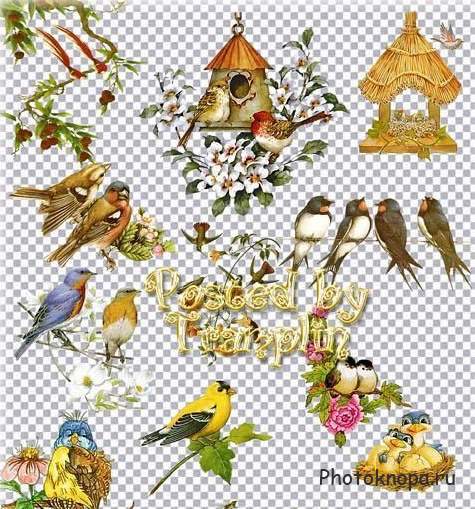 Птицы и скворечники - PNG клипарт для фотошопа Птицы и скворечники - PNG клипарт для фотошопа