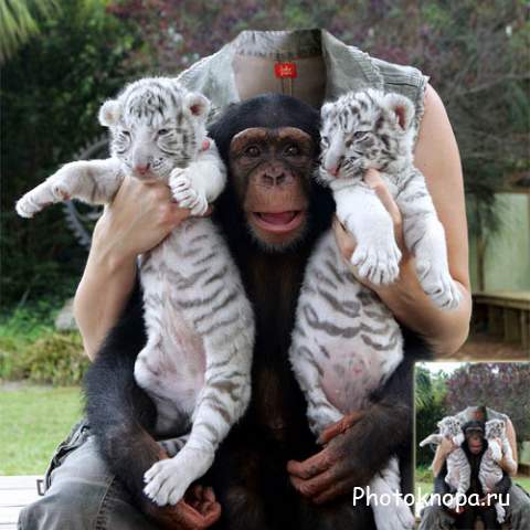 Шаблон для фотомонтажа - фотография с двумя тигрятами и обезьяной