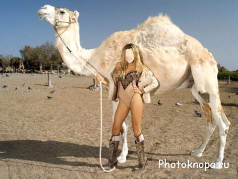 Шаблон для фото - Фотосессия блондинки с верблюдом