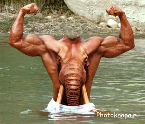 Мужской шаблон - Накаченный как слон парень в воде