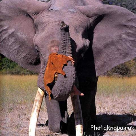 Шаблон детский - На добром большом слоне