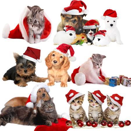 Клипарт – Собаки  и  кошки  в  новогодних  шапочках