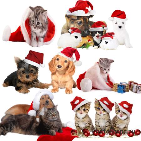 Клипарт – Собаки и кошки в новогодних шапочках Клипарт – Собаки и кошки в новогодних шапочках