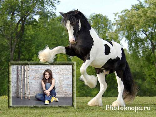 Рамка для фотошопа - Игривый бело-черный конь Рамка для фотошопа - Игривый бело-черный конь