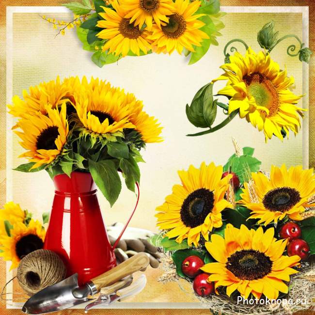 Яркие солнышки – цветы подсолнечника, многообразие изображений