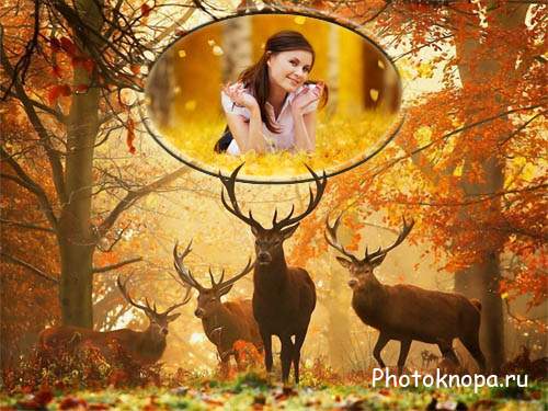  Рамка к фото - Осенью в лесу 