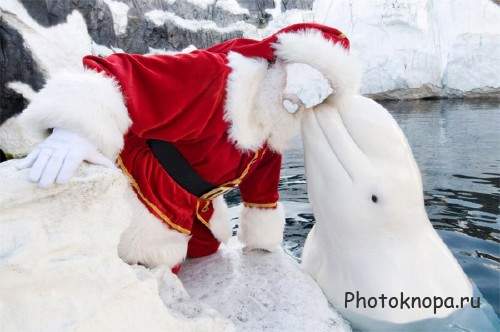  Мужской шаблон - Дед мороз с белым дельфином 