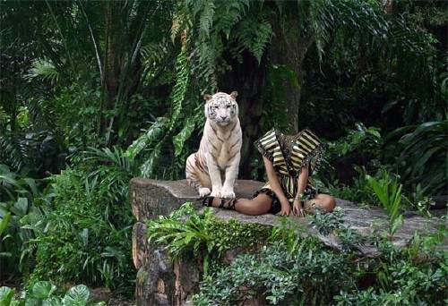  Шаблон женский - На скале с тигром 