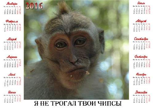 Календарь настенный - Честная обезьяна Календарь настенный - Честная обезьяна
