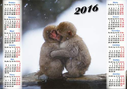 Календарь 2016 - Две обезьяны зимой Календарь 2016 - Две обезьяны зимой