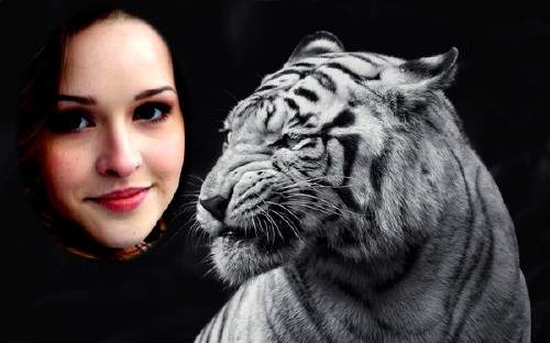 Рамка для фотошопа - Грозный белый тигр Рамка для фотошопа - Грозный белый тигр