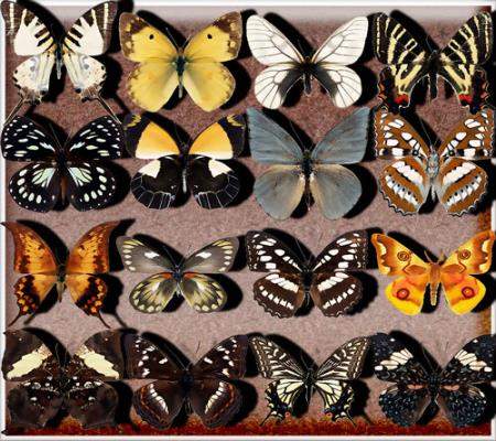 Растровые клипарты - Бабочки разных видов