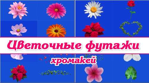 Комплект футажей - футажи цветочные хромакей Комплект футажей - футажи цветочные хромакей