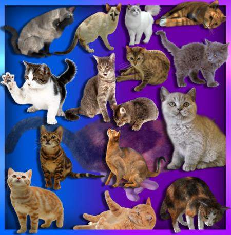Png клипарты - Коты и кошки Png клипарты - Коты и кошки