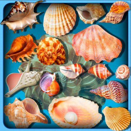 Png клипарты - Ракушки моря Png клипарты - Ракушки моря