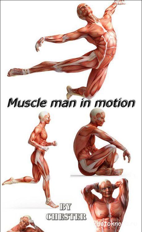 Мужская мускулатура и мышечная система в движении