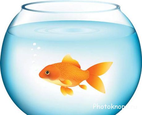 Золотая рыбка в векторе - Goldfish Vector