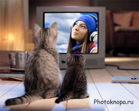 Рамка для фотошопа - Милые 2 кошки возле экрана