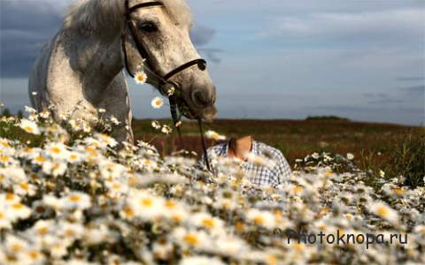 Женский шаблон - В поле ромашек с лошадью