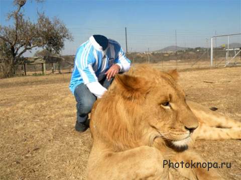 Шаблон для мужчин - Фотография с большим красивым львом