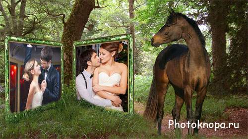 Лошадка смотрит на ваше фото - рамка для фотошопа